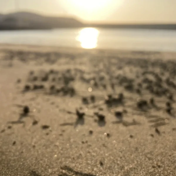 Sea Kayaking Pucusana 01