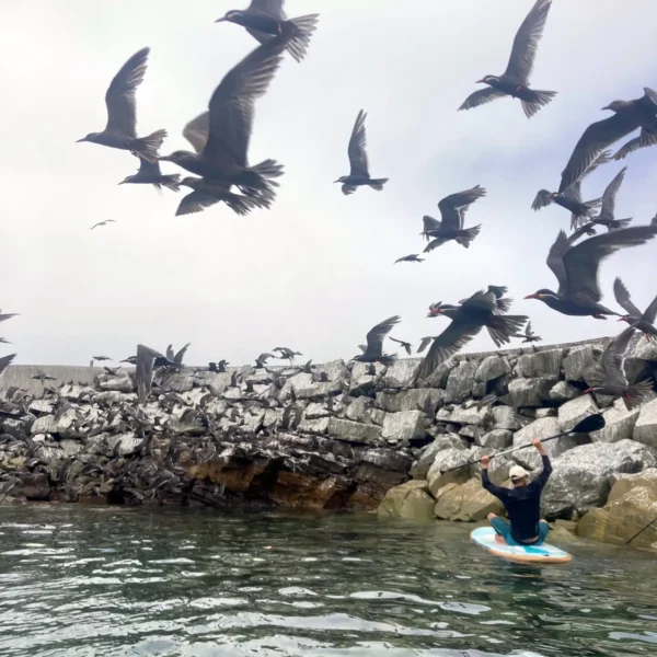 Sea Kayaking Pucusana 03